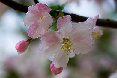 PS+欧美服11月会免游戏阵容：《幽灵线：东京》等